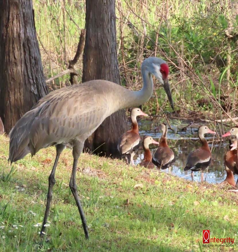 8225 Arevee Drive, Lot 638, New Port Richey, Florida 34653, 1 Bedroom Bedrooms, ,1 BathroomBathrooms,55-Plus Mobile Home,For Sale,Arevee Drive, Lot 638,3384