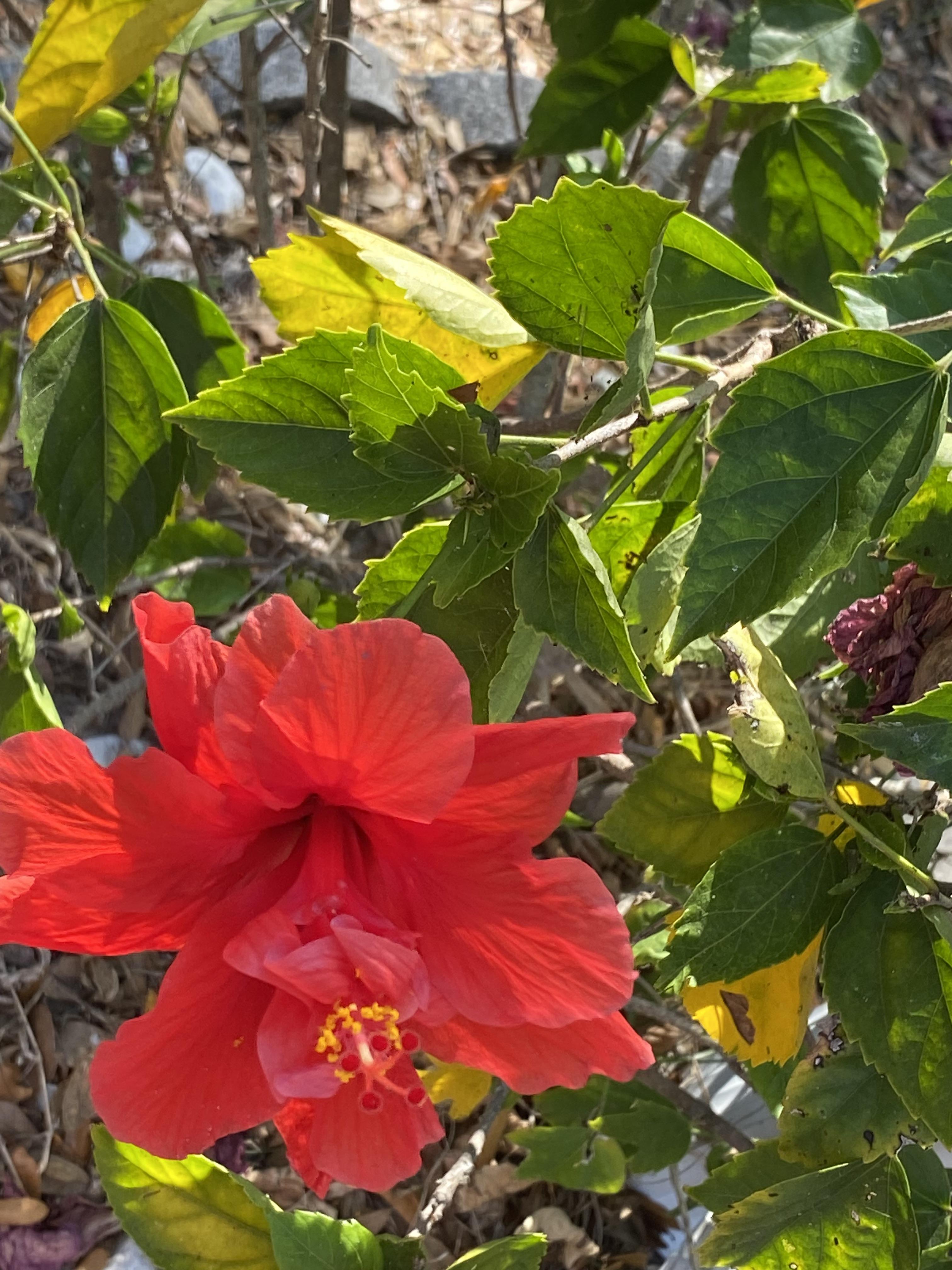 8225 Arevee Drive, Lot 722, New Port Richey, Florida 34653, 1 Bedroom Bedrooms, ,1 BathroomBathrooms,55-Plus Mobile Home,For Sale,Arevee Drive, Lot 722,3527