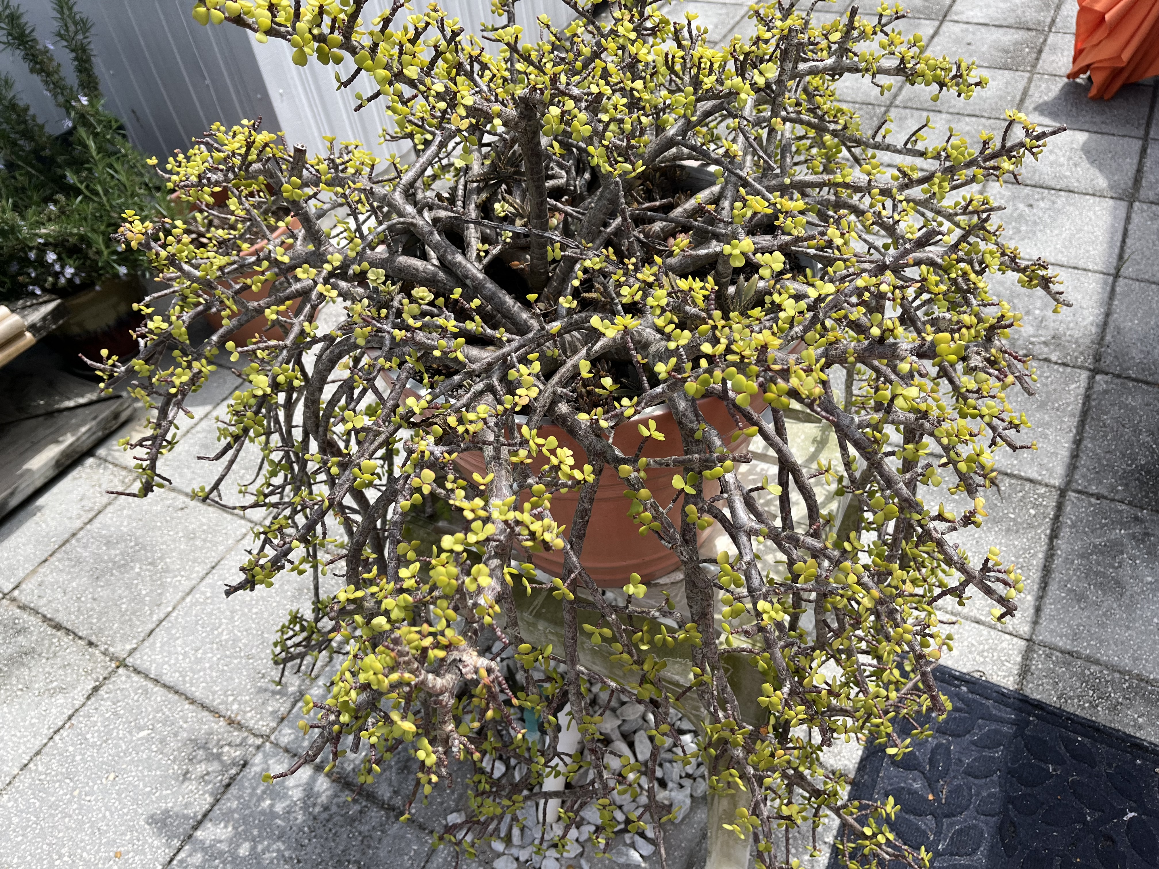 8225 Arevee Drive, Lot 363, New Port Richey, Florida 34653, 1 Bedroom Bedrooms, ,1 BathroomBathrooms,55-Plus Mobile Home,For Sale,Arevee Drive, Lot 363,3576