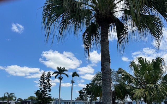 6804 Palmetto Grove, Ellenton, Florida 34222, 2 Bedrooms Bedrooms, ,2 BathroomsBathrooms,55-Plus Mobile Home,For Sale,Palmetto Grove,3639