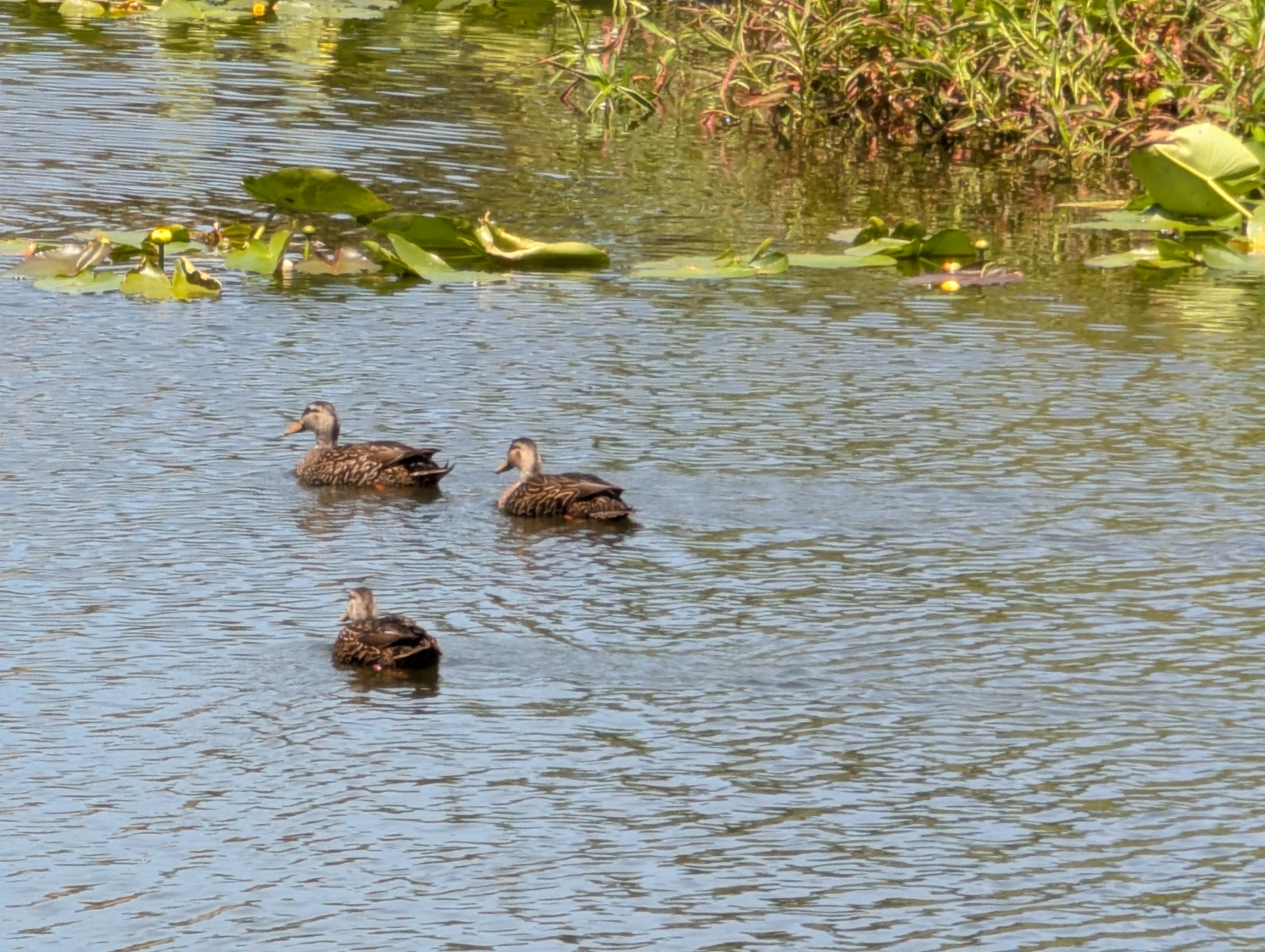 120 Juniper Trace, Parrish, Florida 34219, 2 Bedrooms Bedrooms, ,2 BathroomsBathrooms,55-Plus Mobile Home,For Sale,Juniper Trace,3673