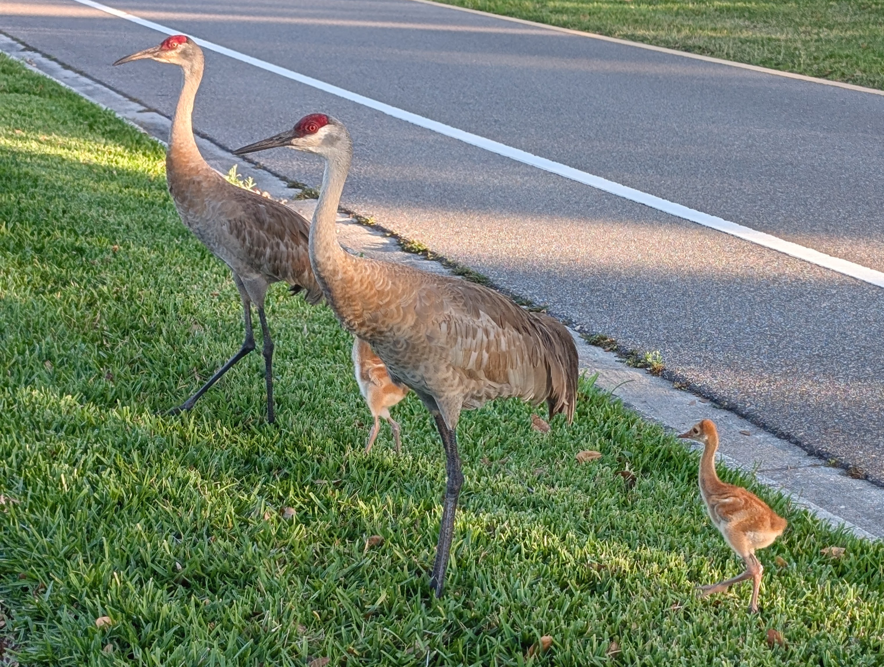 105 Palm Blvd, Parrish, Florida 34219, 2 Bedrooms Bedrooms, ,2 BathroomsBathrooms,55-Plus Mobile Home,For Sale,Palm Blvd,3744