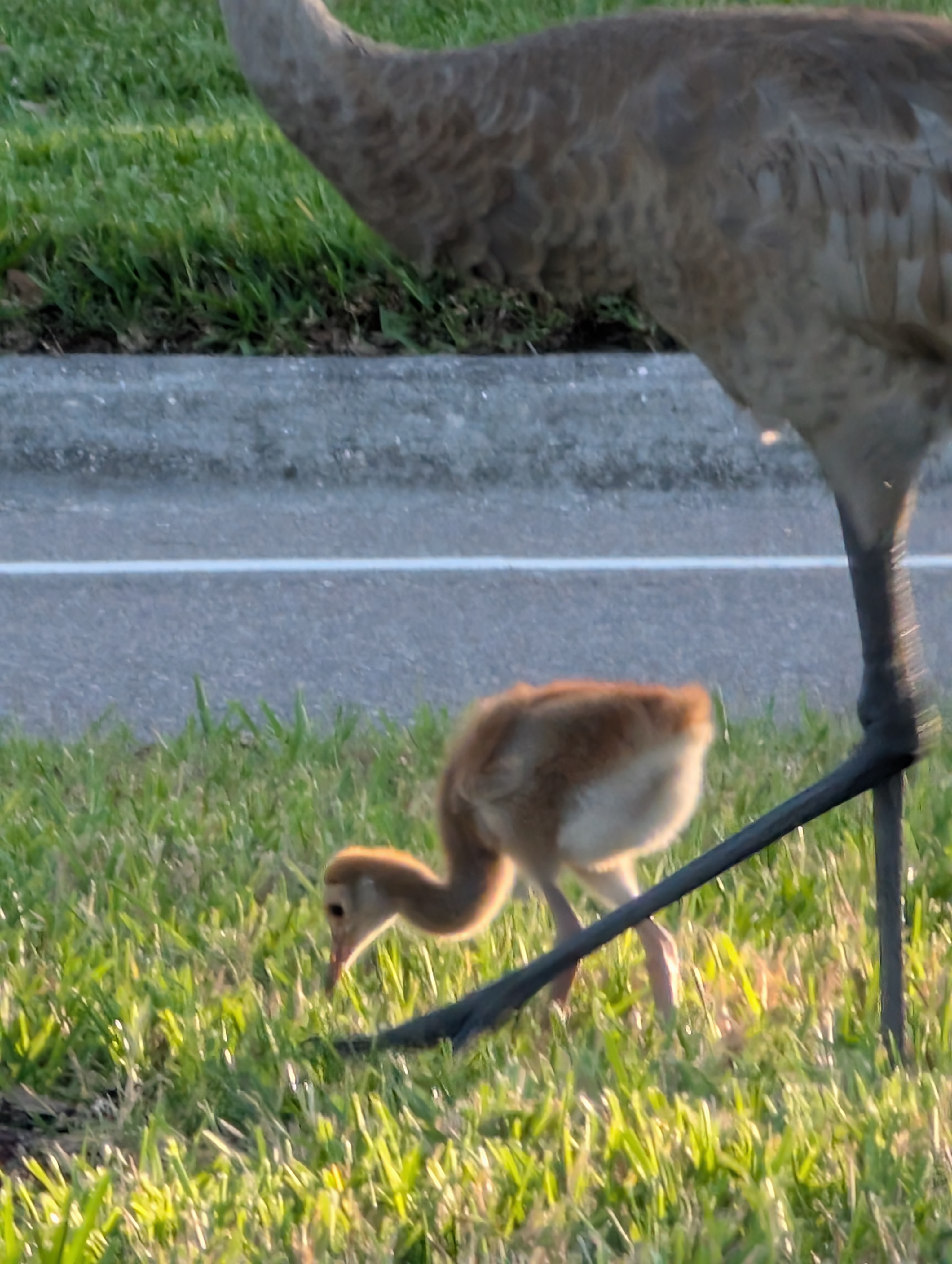 105 Palm Blvd, Parrish, Florida 34219, 2 Bedrooms Bedrooms, ,2 BathroomsBathrooms,55-Plus Mobile Home,For Sale,Palm Blvd,3744