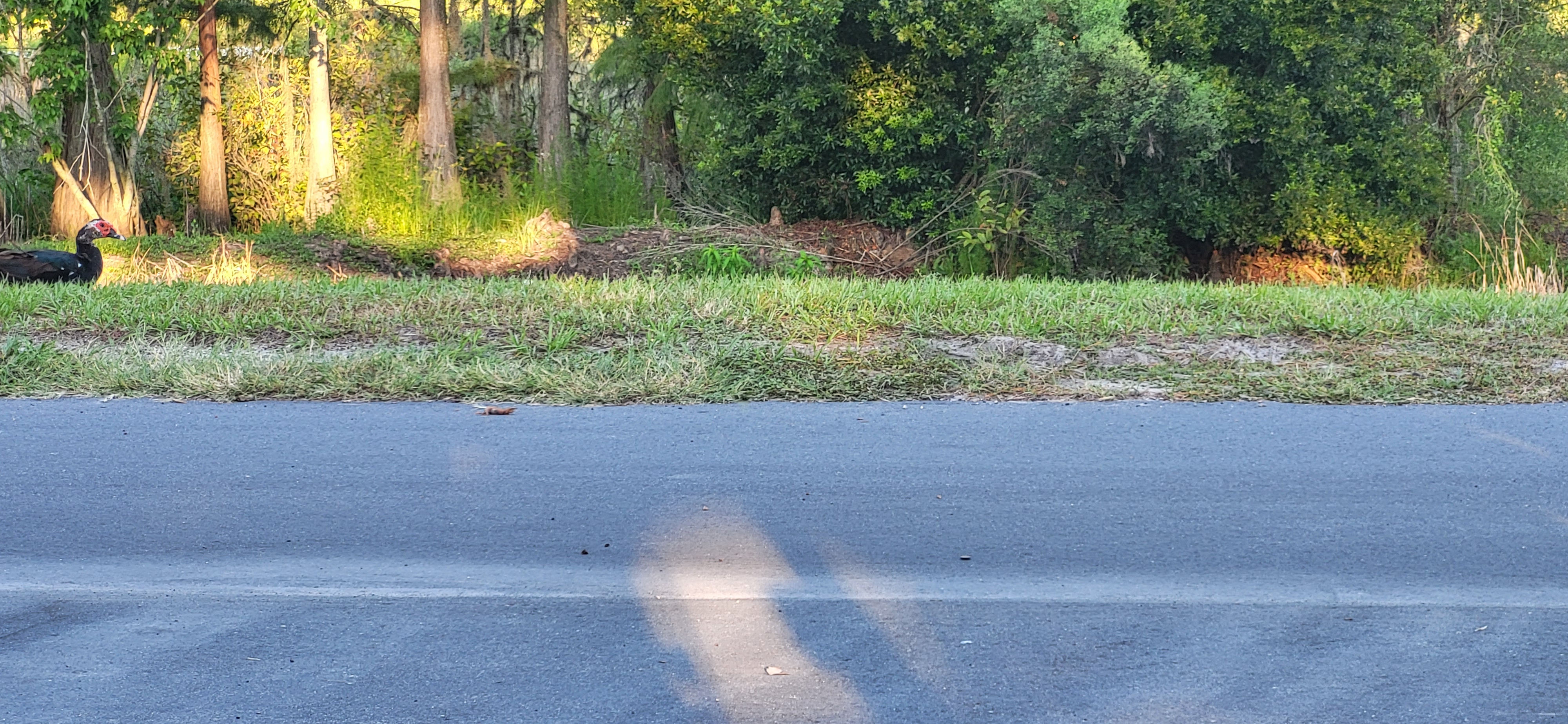 8225 Arevee Drive, Lot 819, New Port Richey, Florida 34653, 1 Bedroom Bedrooms, ,1 BathroomBathrooms,55-Plus Mobile Home,For Sale,Arevee Drive, Lot 819,3999