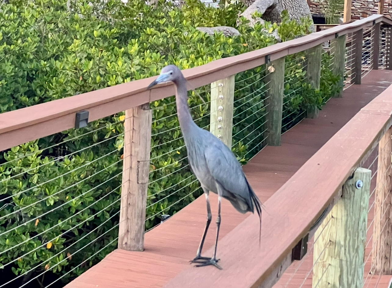 492 Marlin Lane, Ellenton, Florida 34222, 2 Bedrooms Bedrooms, ,2 BathroomsBathrooms,55-Plus Mobile Home,For Sale,Marlin Lane,4036