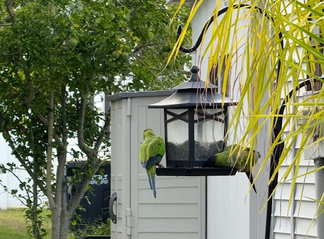 100 Hampton Road, Lot 299, Clearwater, Florida 33759, 2 Bedrooms Bedrooms, ,2 BathroomsBathrooms,55-Plus Mobile Home,For Sale,Hampton Road, Lot 299,4116
