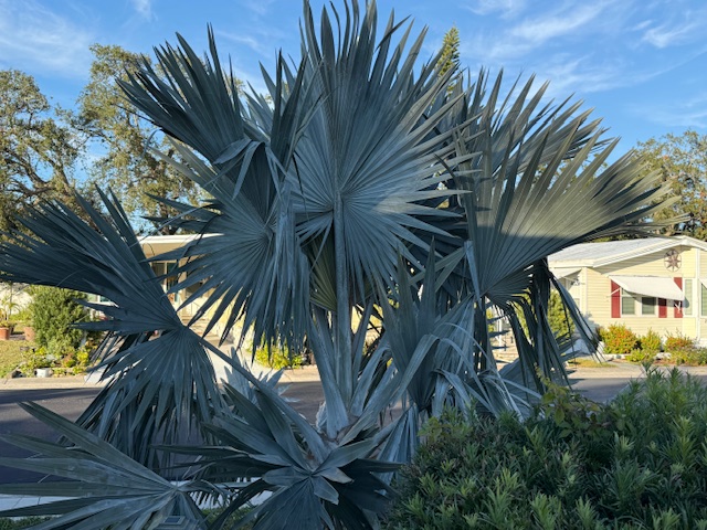 100 Hampton Road, Lot 230, Clearwater, Florida 33759, 2 Bedrooms Bedrooms, ,2 BathroomsBathrooms,55-Plus Mobile Home,For Sale,Hampton Road, Lot 230,4197