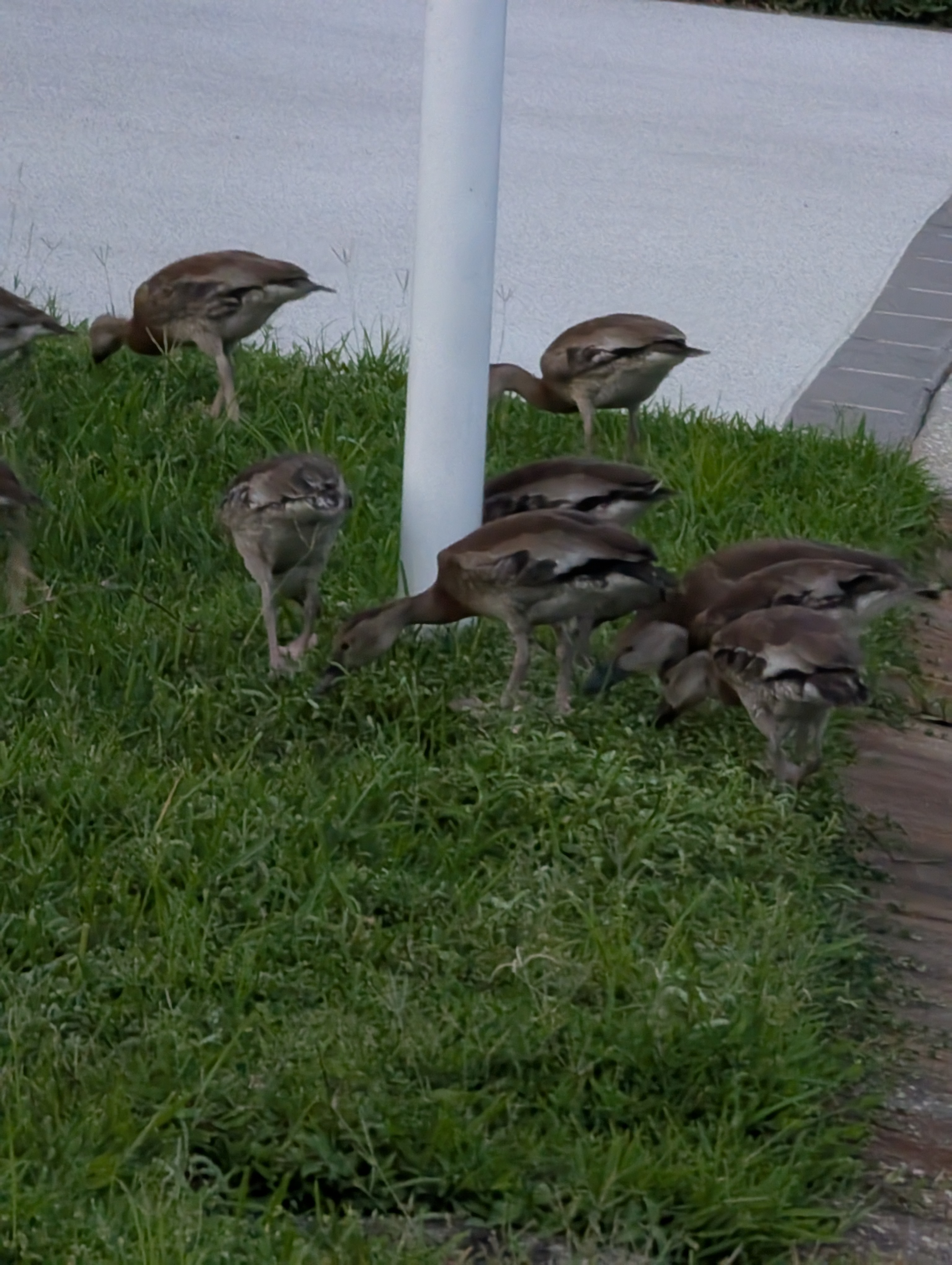 105 Jacaranda Way, Parrish, Florida 34219, 2 Bedrooms Bedrooms, ,2 BathroomsBathrooms,55-Plus Mobile Home,For Sale,Jacaranda Way,4217
