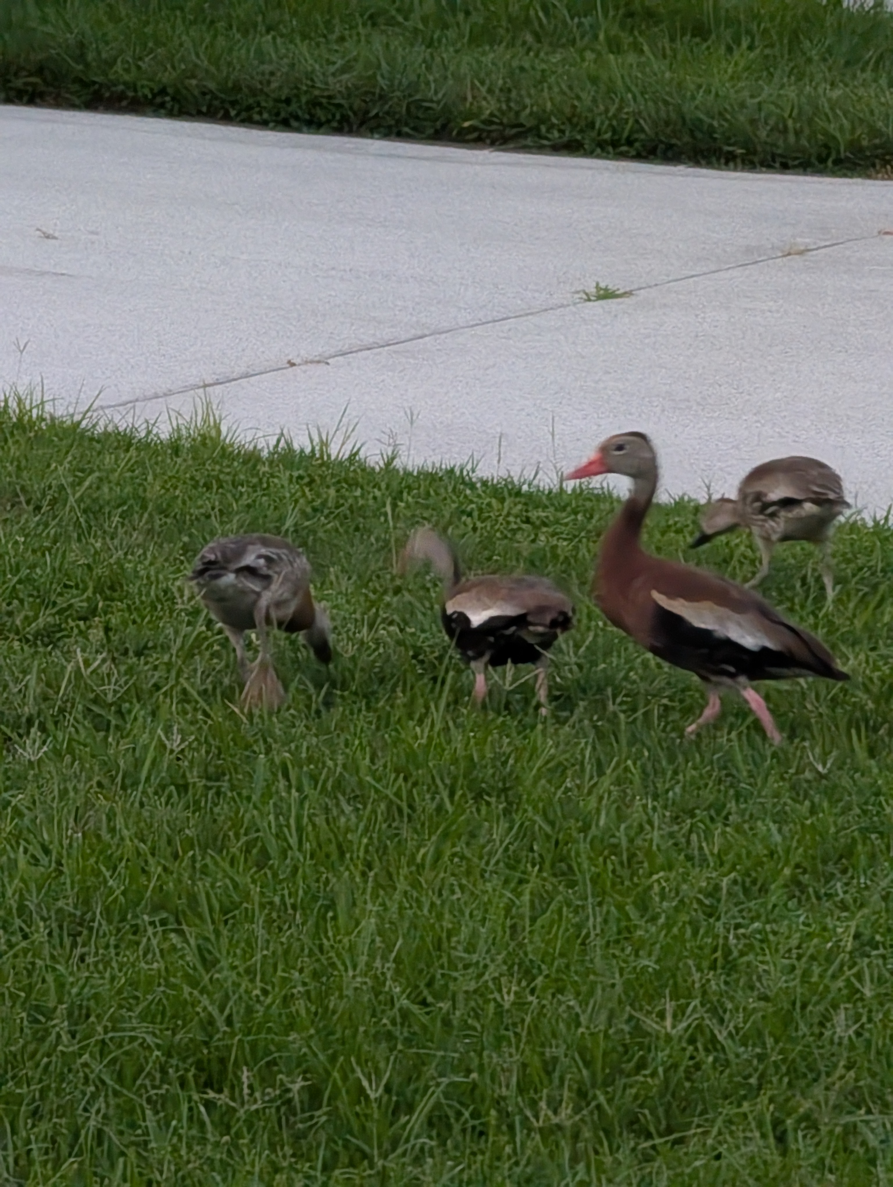 105 Jacaranda Way, Parrish, Florida 34219, 2 Bedrooms Bedrooms, ,2 BathroomsBathrooms,55-Plus Mobile Home,For Sale,Jacaranda Way,4217