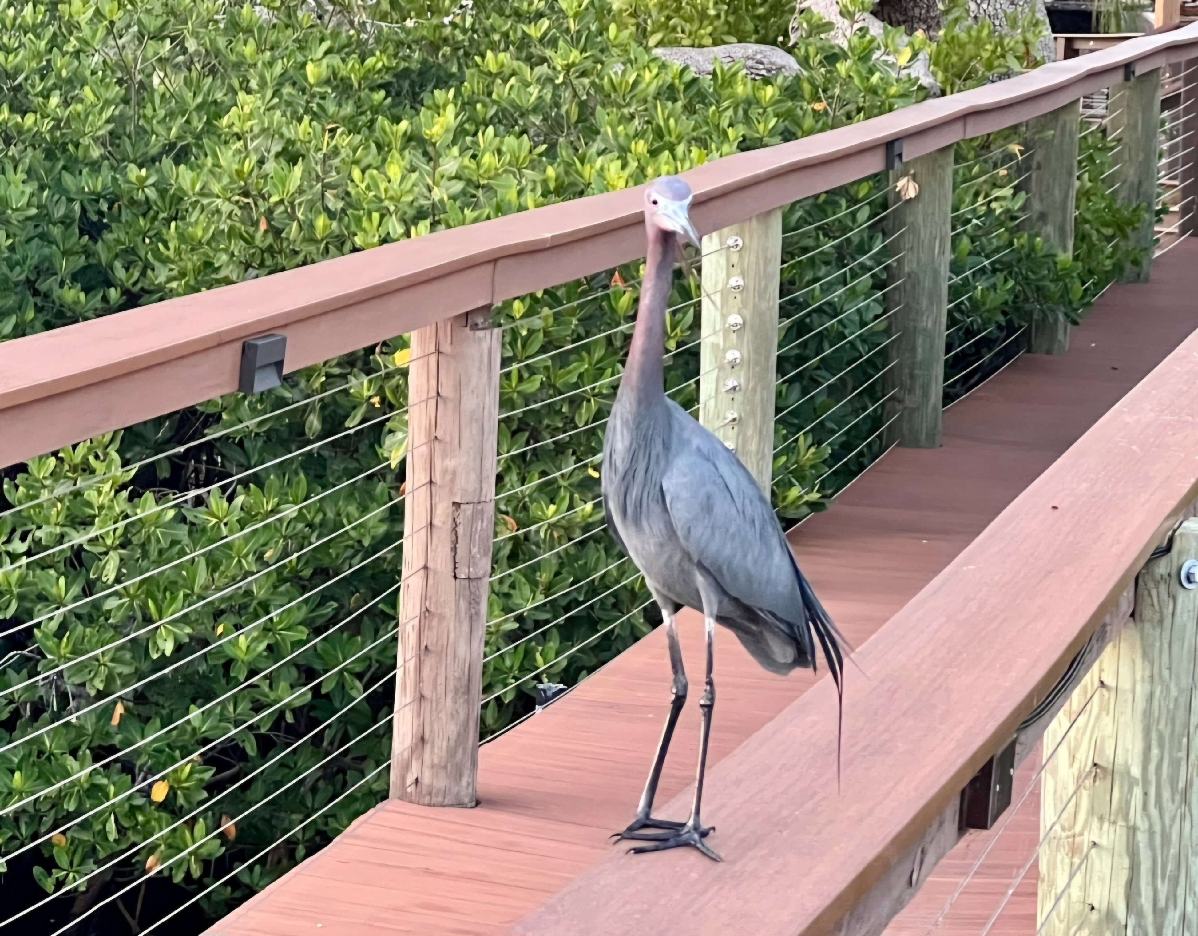 3523 Campari Drive, Ellenton, Florida 34222, 3 Bedrooms Bedrooms, ,2 BathroomsBathrooms,55-Plus Mobile Home,For Sale,Campari Drive,4236
