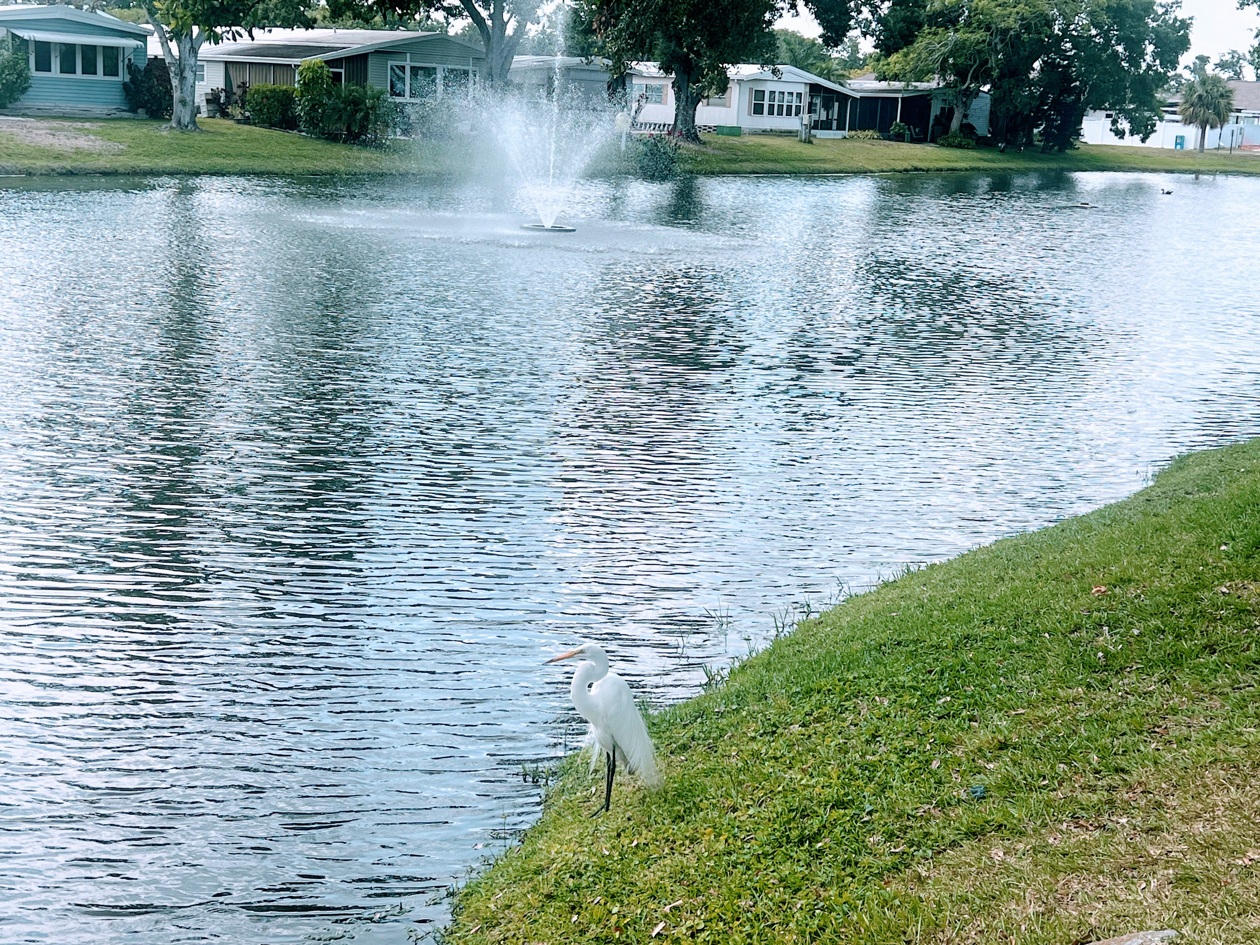 12100 Seminole Blvd, Lot 261, Largo, Florida 33778, 2 Bedrooms Bedrooms, ,2 BathroomsBathrooms,55-Plus Mobile Home,For Sale,Seminole Blvd, Lot 261,4544