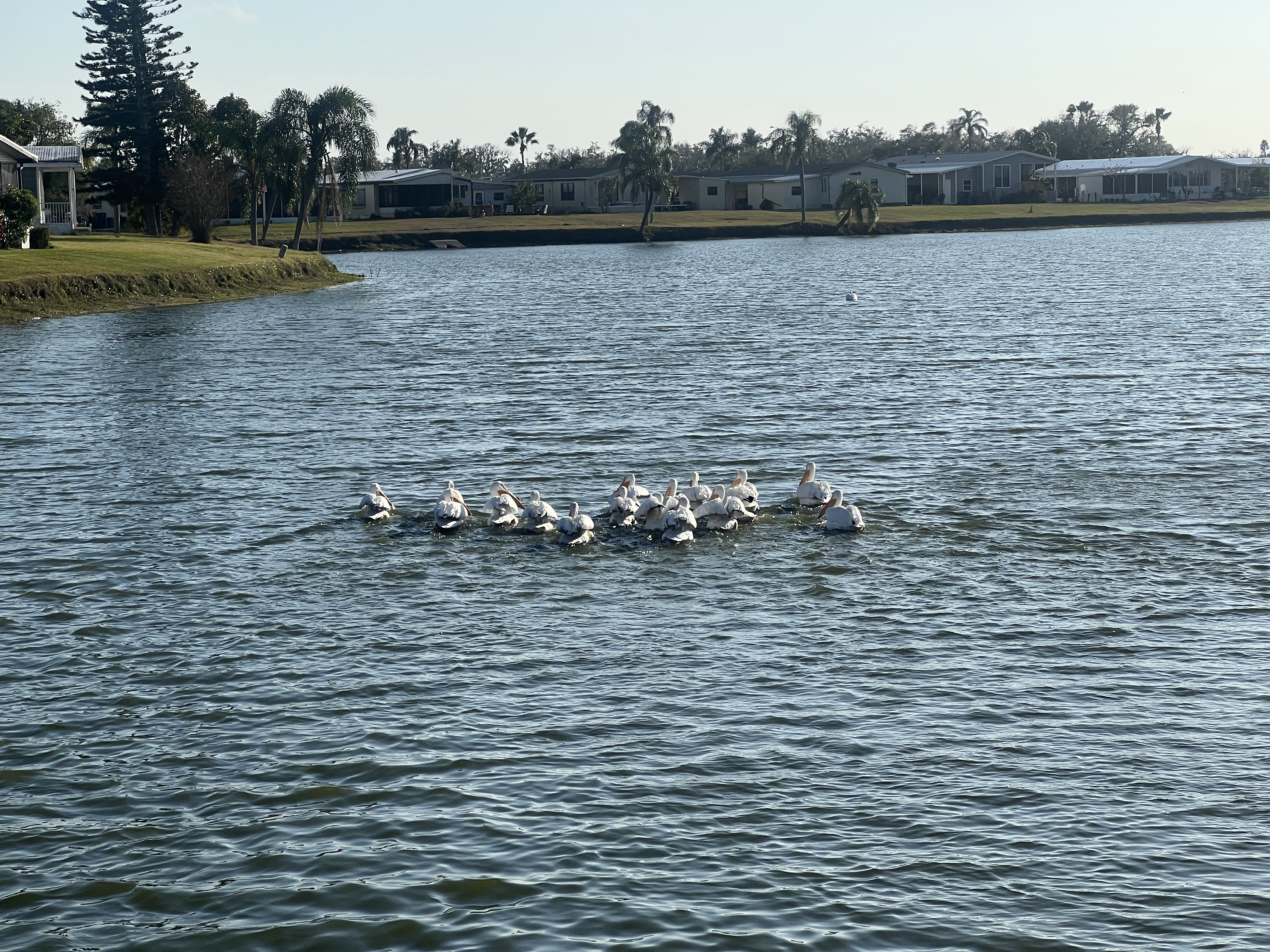 4211 Buena Vista Drive S, Ellenton, Florida 34222, 2 Bedrooms Bedrooms, ,2 BathroomsBathrooms,55-Plus Mobile Home,For Sale,Buena Vista Drive S,4608