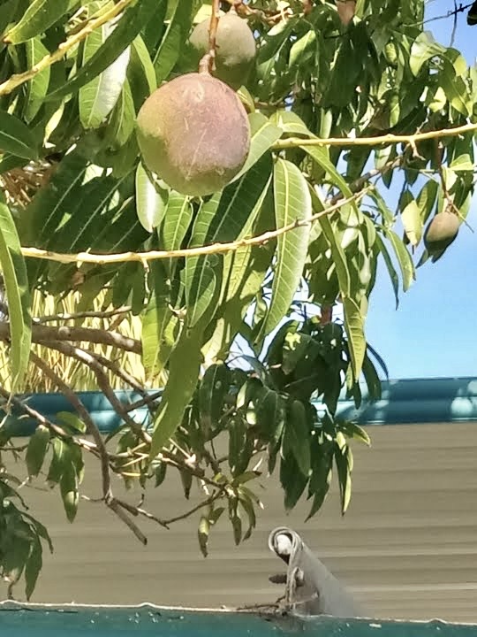 751 10th St E, Lot 310, Palmetto, Florida 34221, 2 Bedrooms Bedrooms, ,2 BathroomsBathrooms,55-Plus Mobile Home,For Sale,10th St E, Lot 310,4680