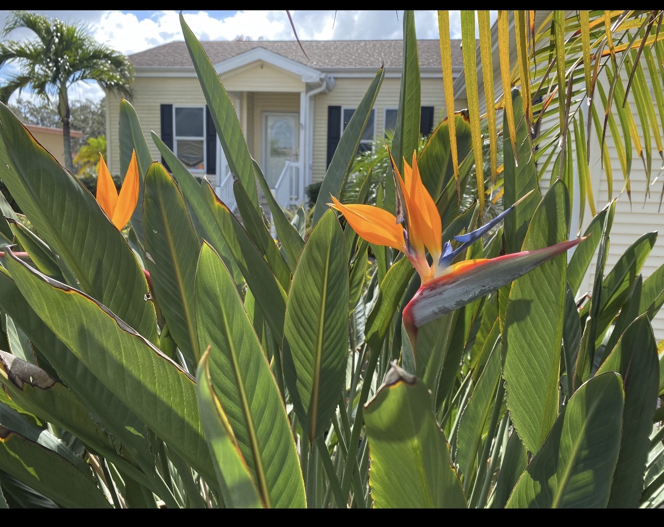 2850 Hague Ave, 34234, Florida 34234, 3 Bedrooms Bedrooms, ,2 BathroomsBathrooms,55-Plus Mobile Home,For Sale,Hague Ave,4715