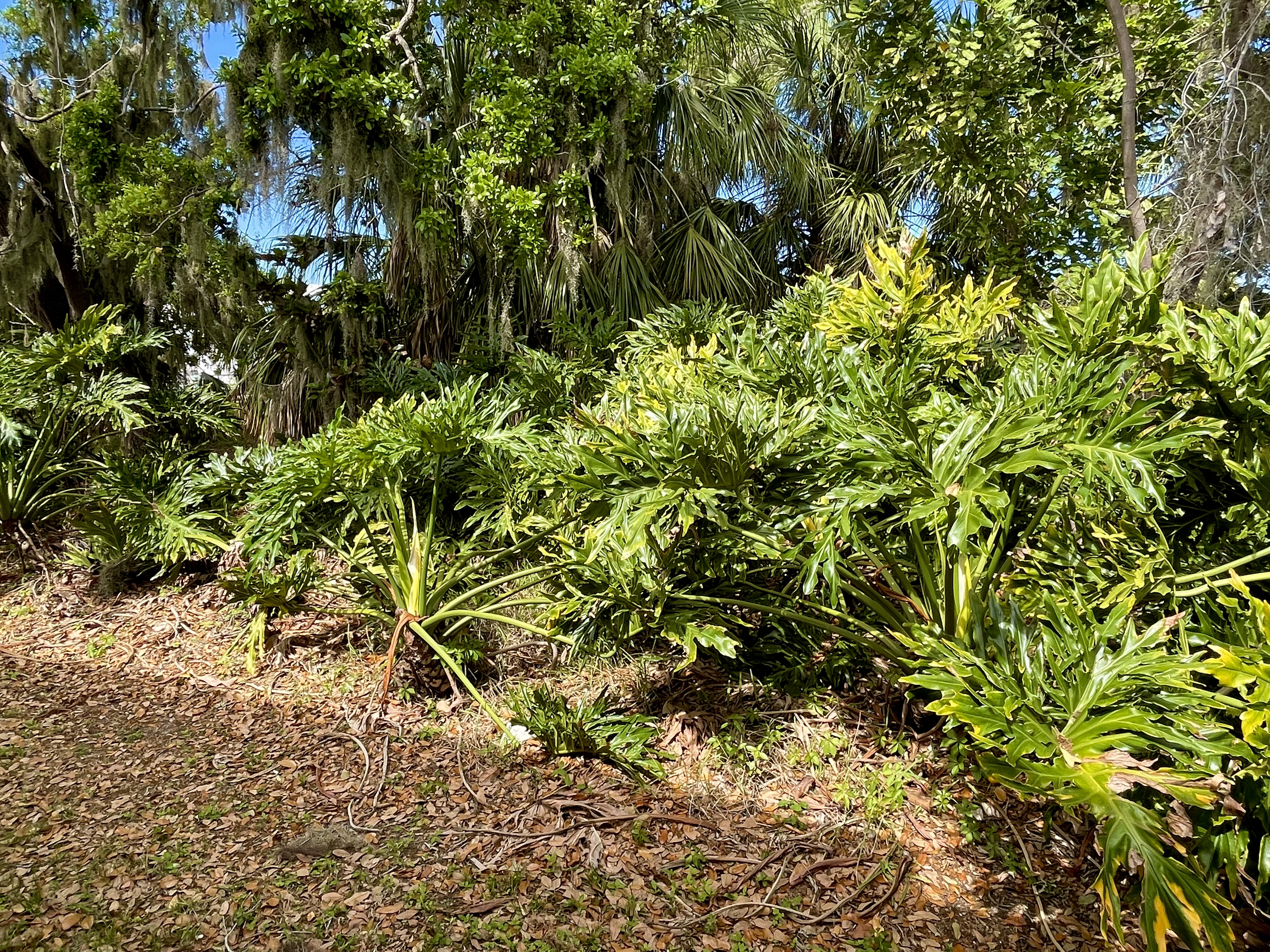 398 Sandpiper Cove, Ellenton, Florida 34222, 2 Bedrooms Bedrooms, ,2 BathroomsBathrooms,55-Plus Mobile Home,For Sale,Sandpiper Cove,4771