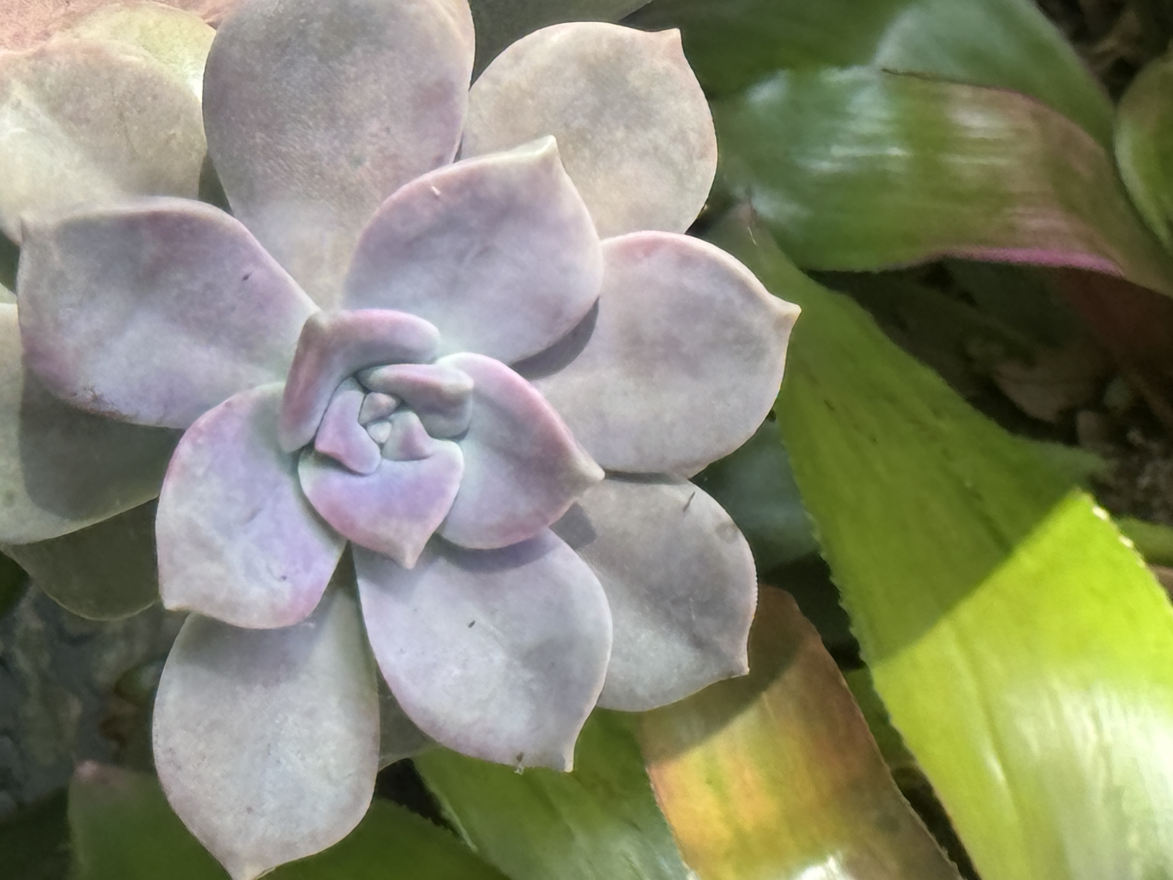 3515 Asbury Drive, Parrish, Florida 34219, 2 Bedrooms Bedrooms, ,2 BathroomsBathrooms,55-Plus Mobile Home,For Sale,Asbury Drive,4804