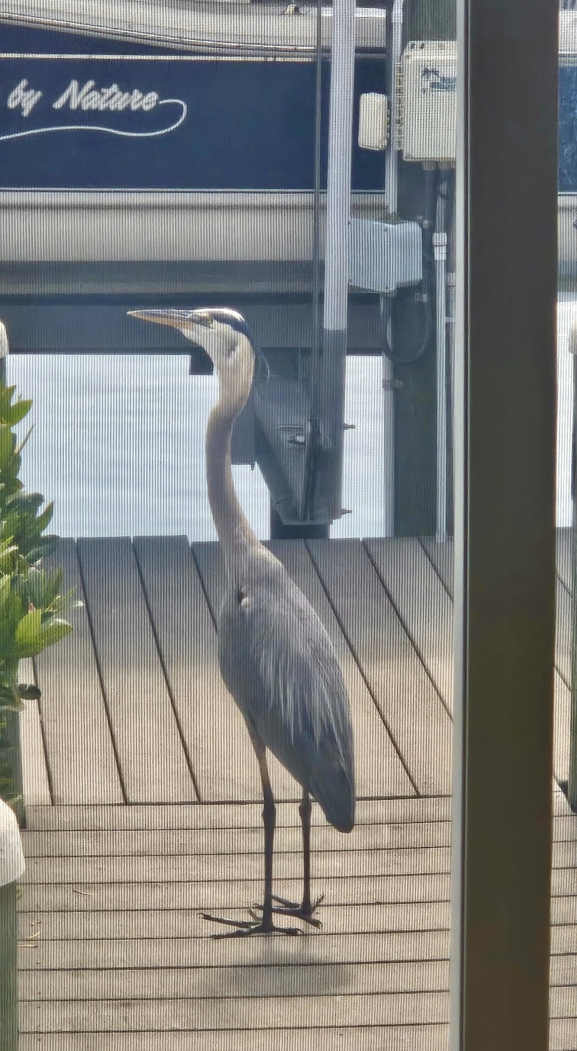 217 Denmark Drive, Ellenton, Florida 34222, 2 Bedrooms Bedrooms, ,2 BathroomsBathrooms,55-Plus Mobile Home,For Sale,Denmark Drive,4823